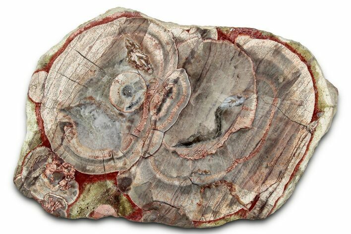 Polished Mushroom Jasper Section - Arizona #334872
